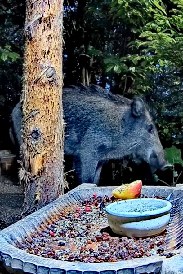 livebirdspoland_d2c459d6d9eb26930311f3c0f7f5f3bf.jpg