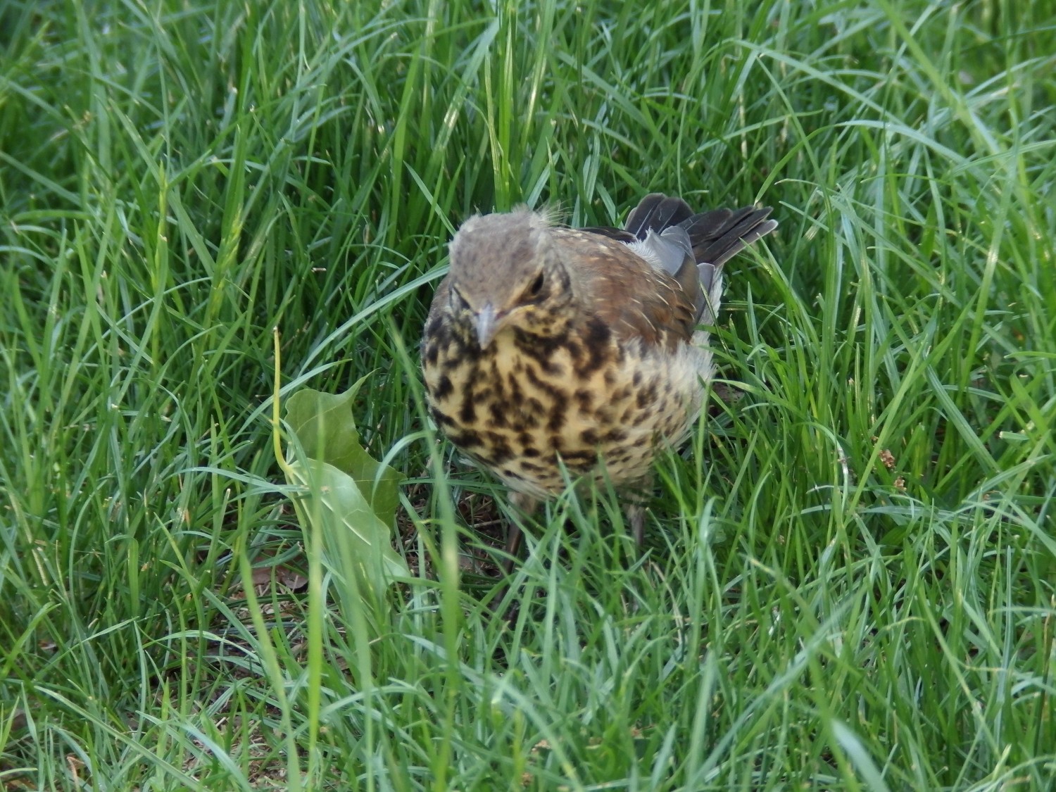 livebirdspoland_2f46d0d454726d84034f04a3e96f9431.jpg