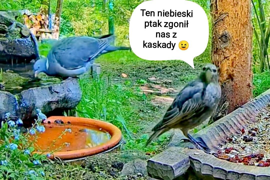 livebirdspoland_d1e26bf944bc0413c1f07a1f8f701538.jpg