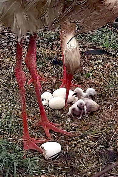 livebirdspoland_890ae9d0135435f5e1e45db24aeded97.jpg