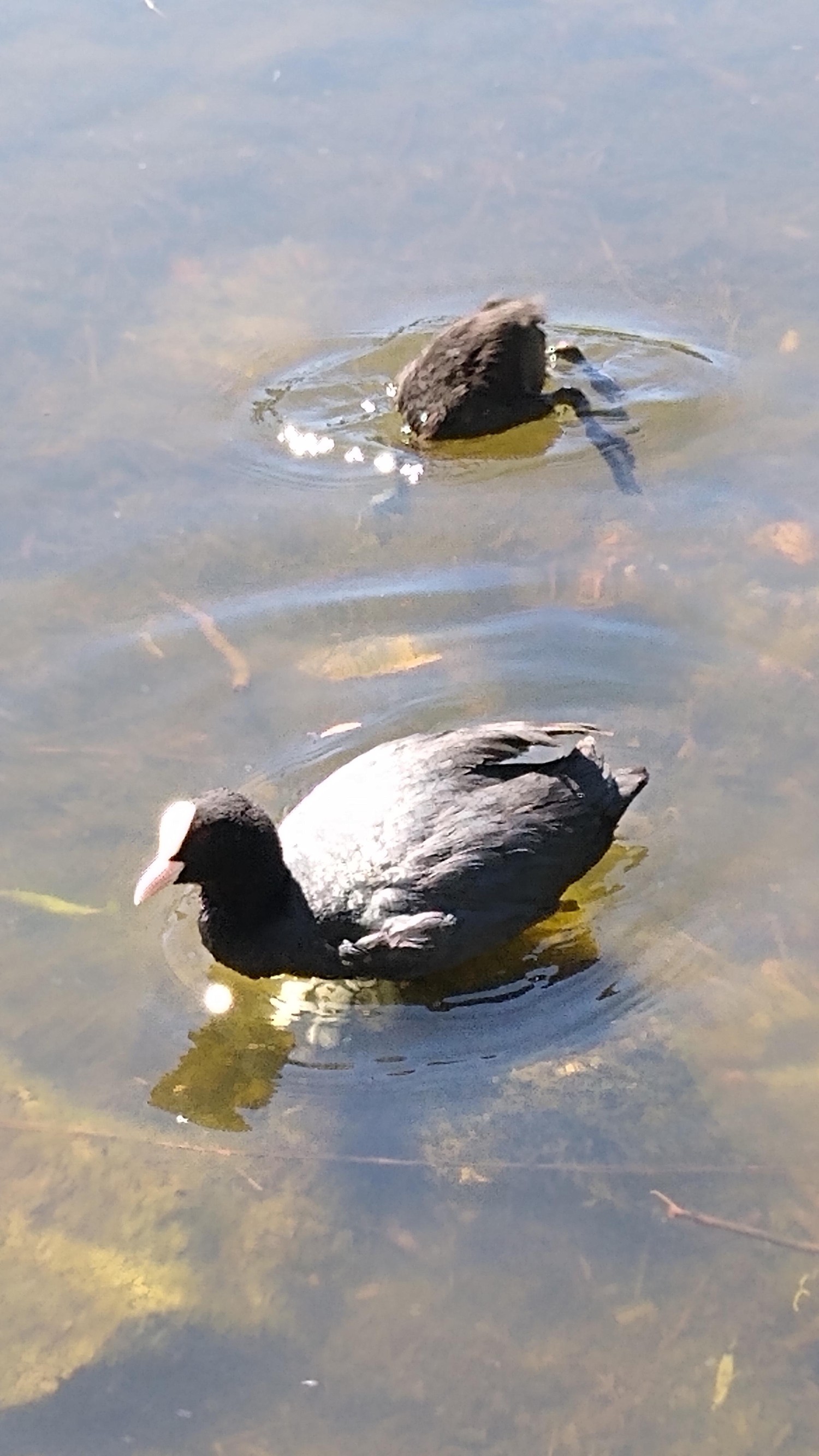 livebirdspoland_1b908432e7d37109e0de62bb06d718fa.jpg
