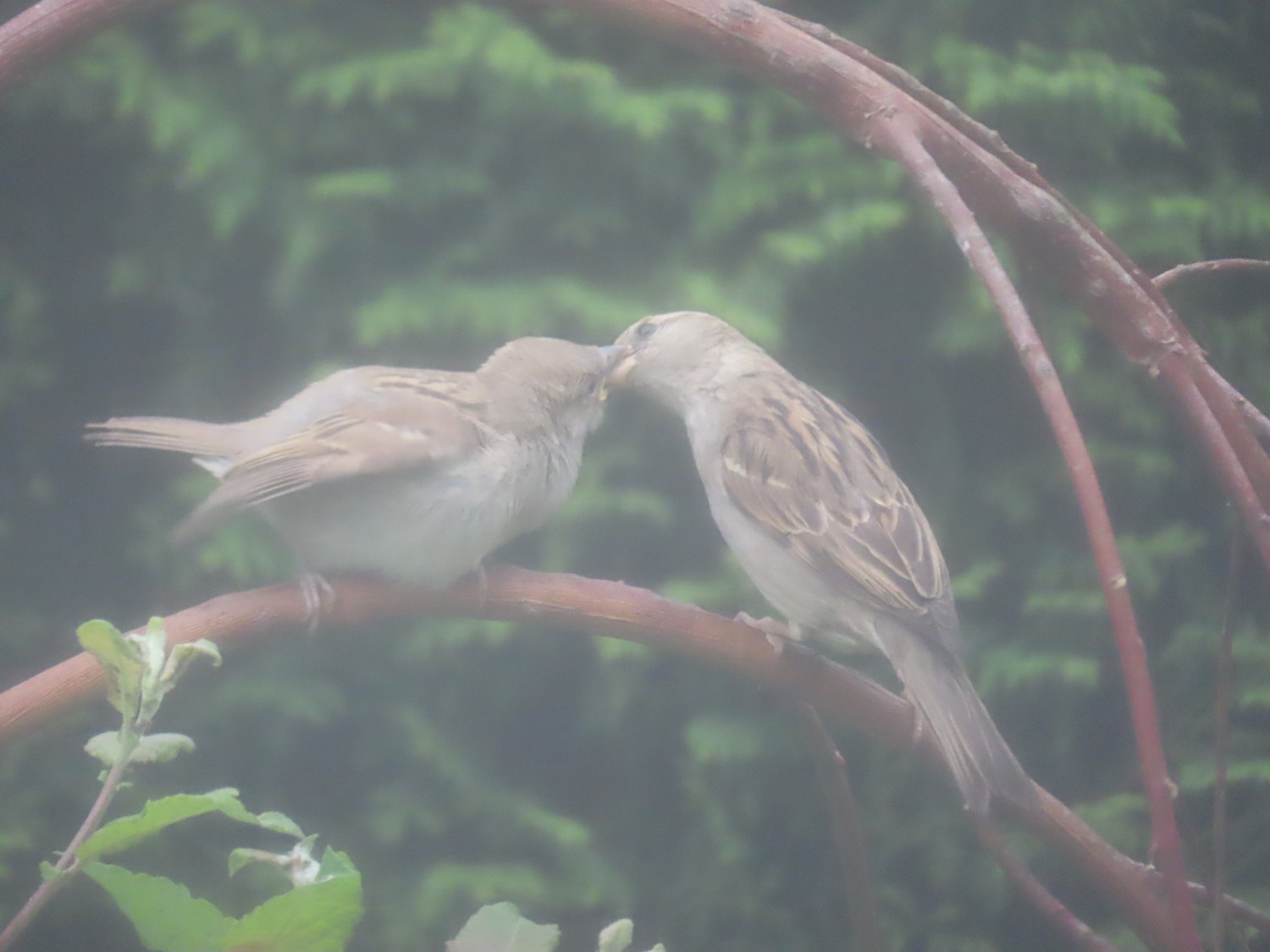 livebirdspoland_4a1ccf5fd3b30ff989ca7037c560694b.jpg
