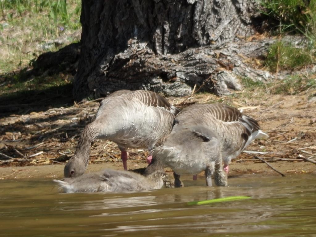 livebirdspoland_91c7f5495d2fa699a07939a3ab3b9d42.jpg