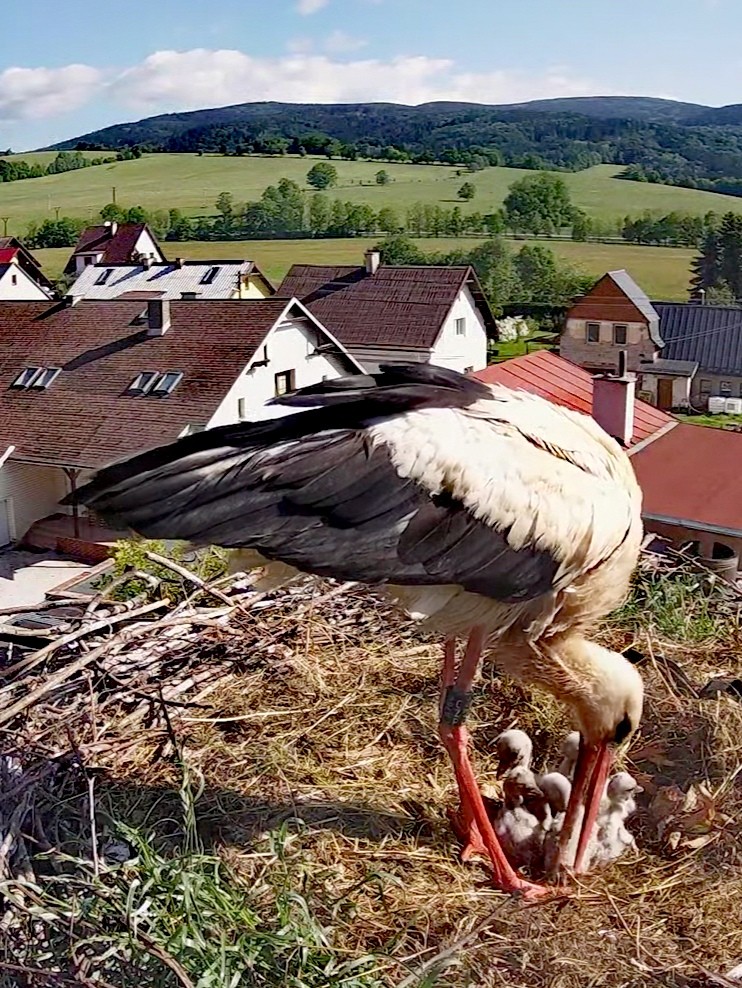 livebirdspoland_3c56e903f90543067c5330e8d4c207d2.jpg