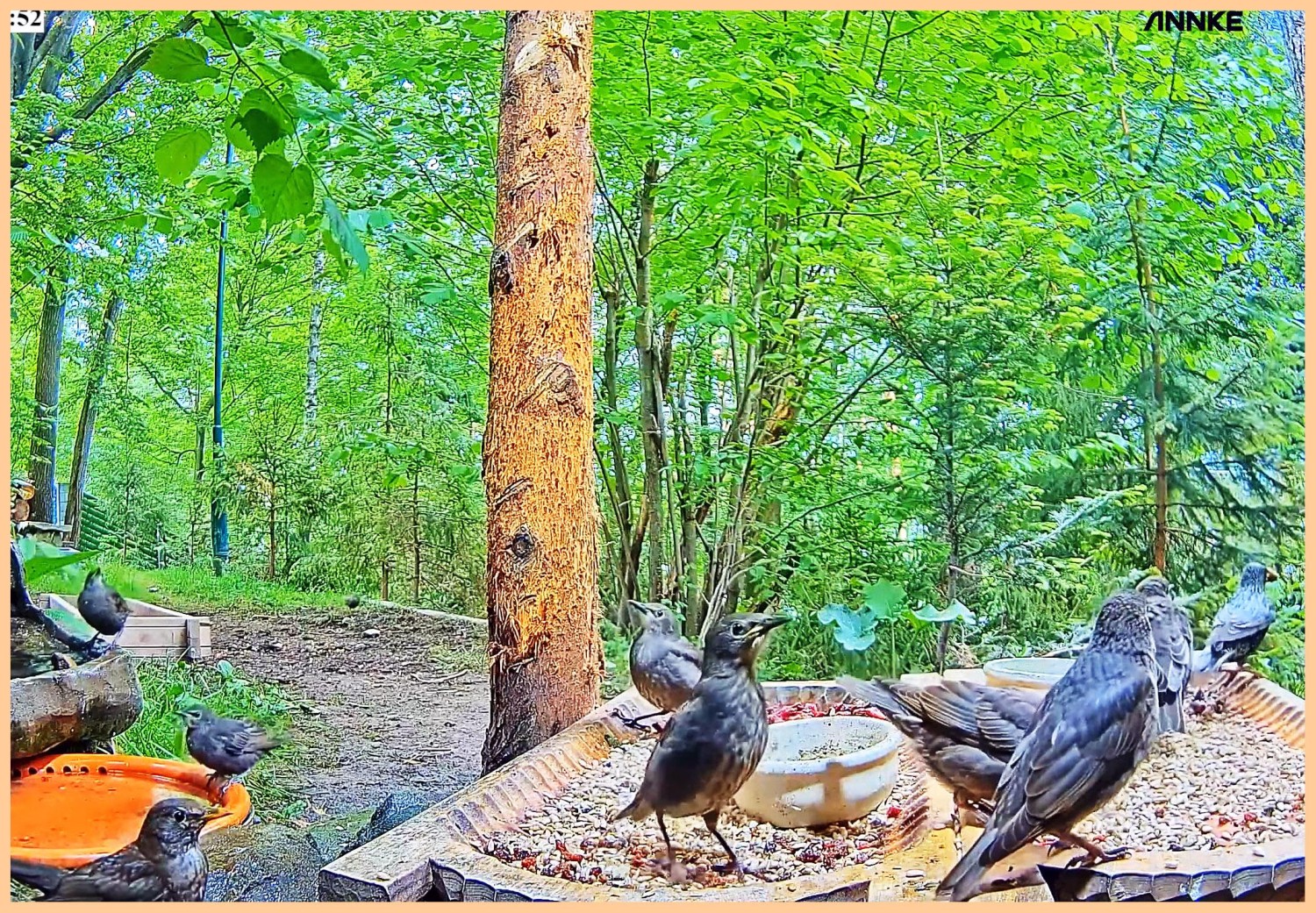 livebirdspoland_2d39b76b2604908d2d6fddeaf4c016ac.jpg