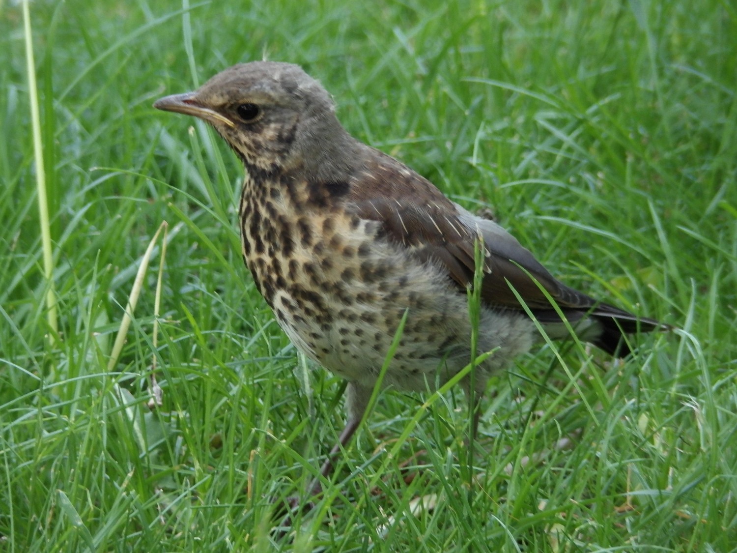 livebirdspoland_720ae7bd5b8eb682727cbee919dd447a.jpg