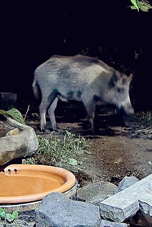 livebirdspoland_b653f7b99e65ddb83c33288cc685a1a9.jpg