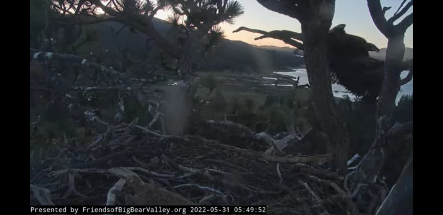 livebirdspoland_bc94617c0631f1194b11fc5502b9aee8.jpg