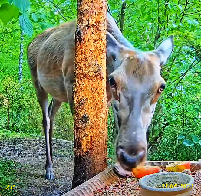 livebirdspoland_8d8cbec6ca118aa6d09a8318a4a8c93d.png
