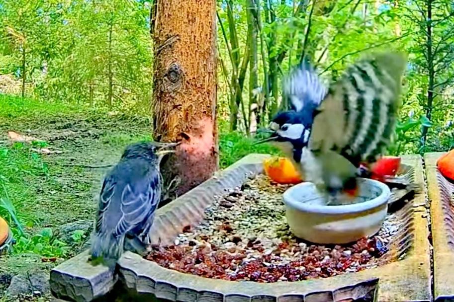 livebirdspoland_b5d1083da8229ed7bf896cbc2fed3daa.jpg