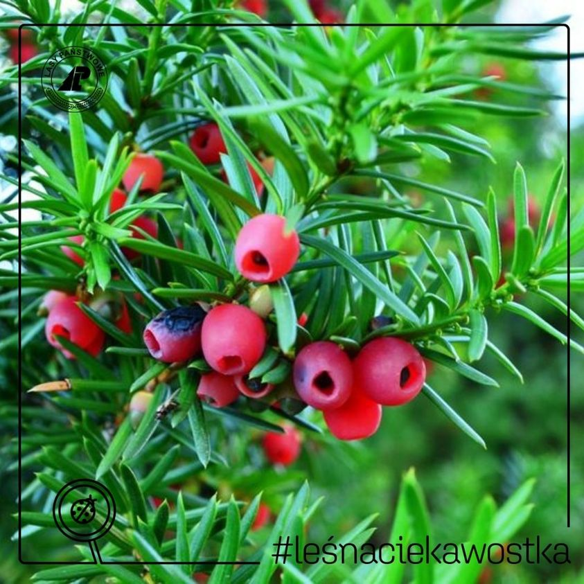 livebirdspoland_668a8398374d673578a16ceb37df8e53.png