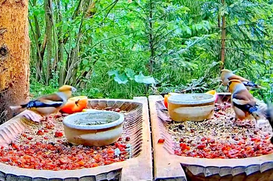 livebirdspoland_5c3d7cc47869fb0e500e29d3f3537e69.jpg