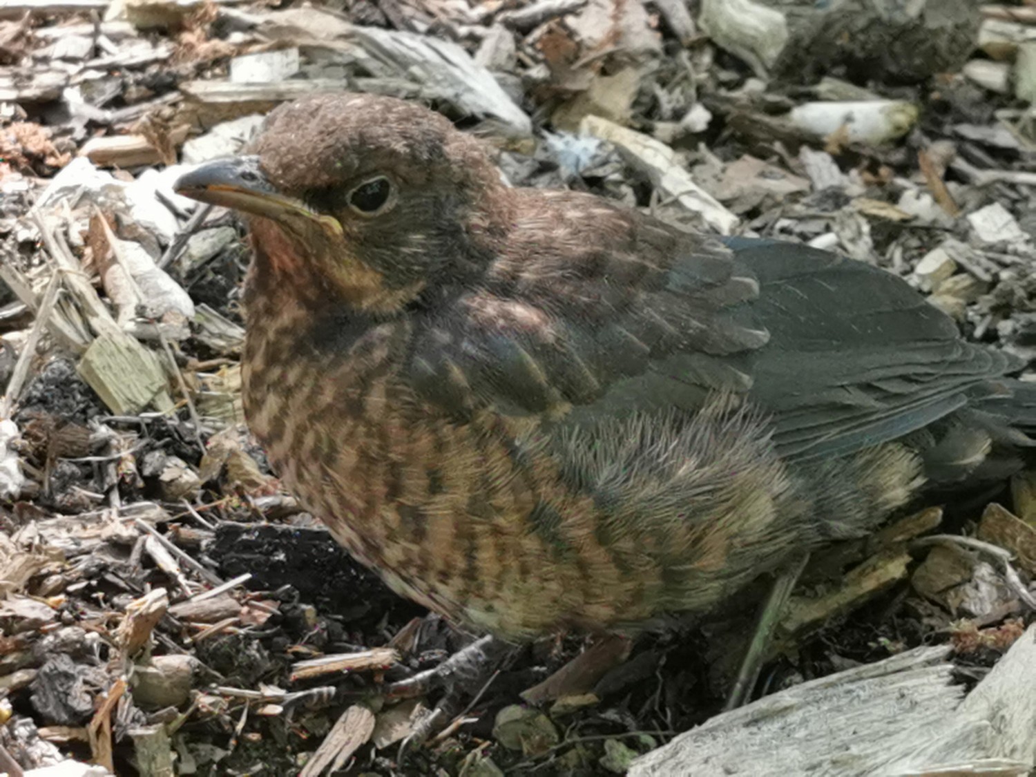 livebirdspoland_4903c5db035a11dbe2c51a361b7edcde.jpg