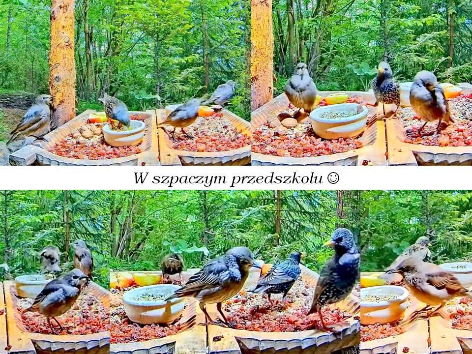 livebirdspoland_07898c61348912f03554785015f046d9.jpg