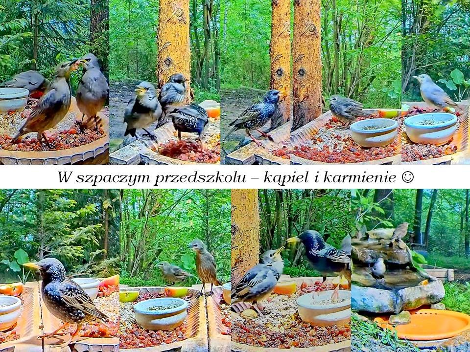 livebirdspoland_07ad7d7b8d5c191346662c4bb3d03fce.jpg