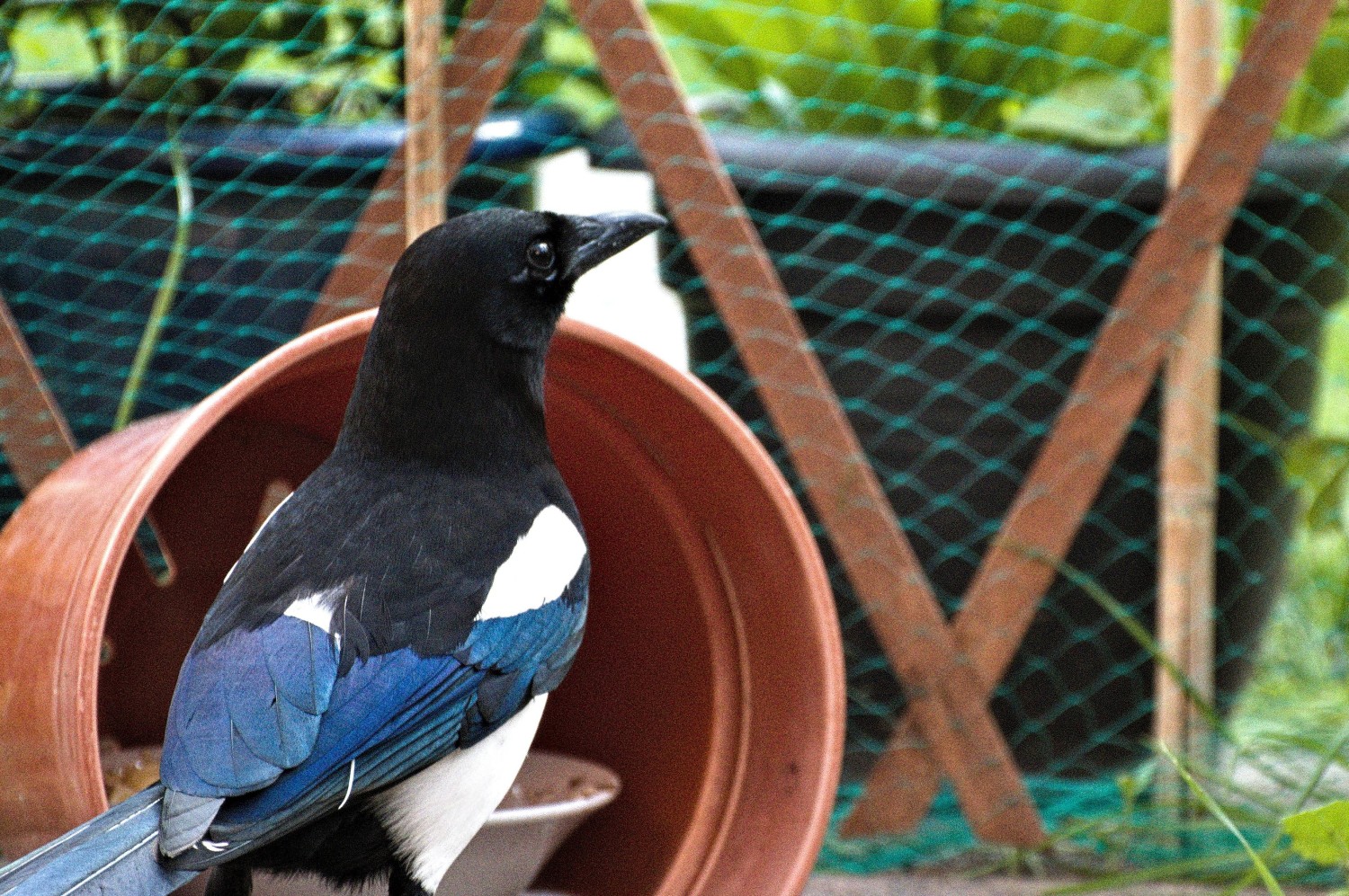 livebirdspoland_4b5f3207c0bf651dd2db7aed63b4f262.jpg