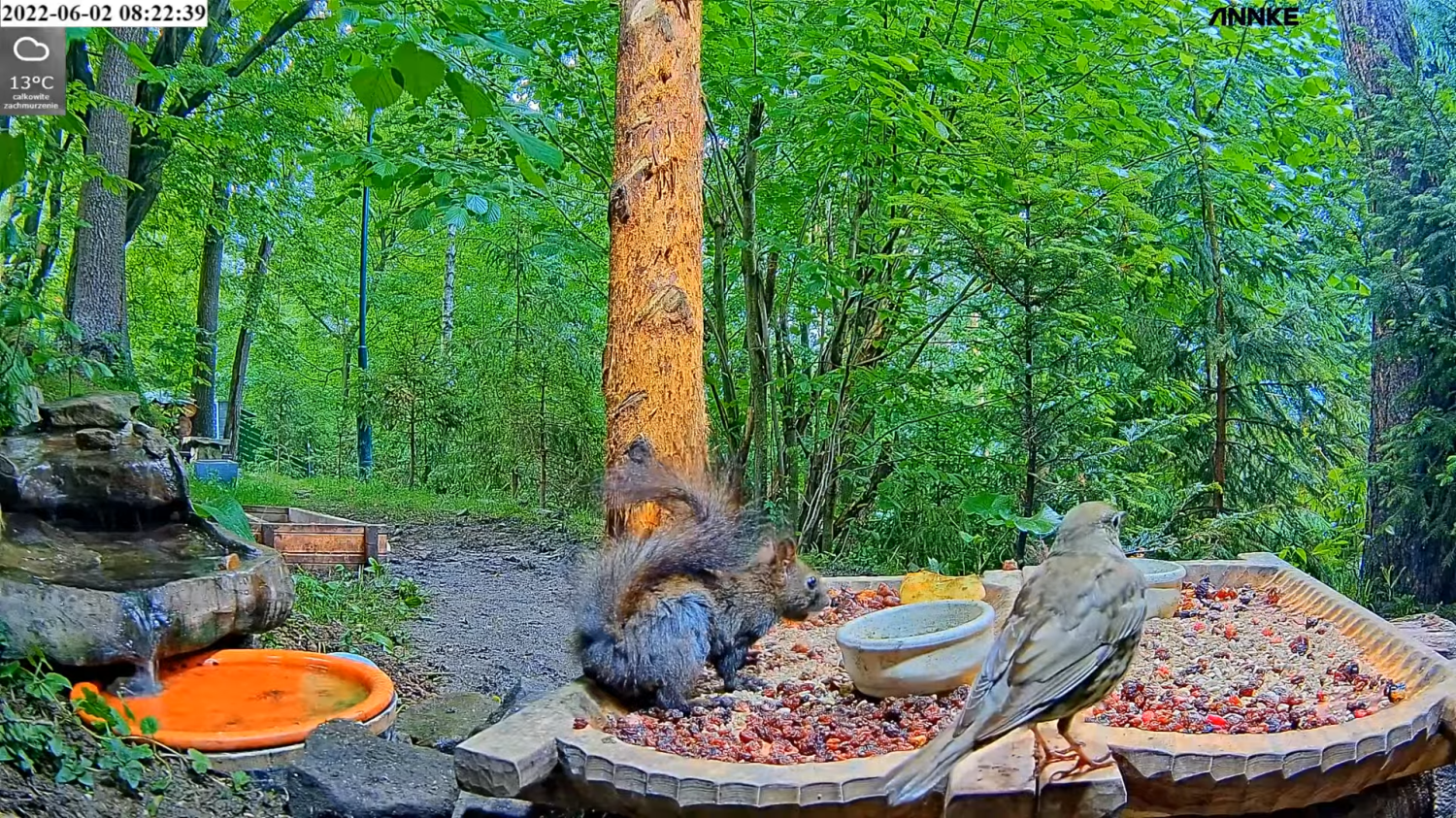 livebirdspoland_722714947957b5dd336180bd7c36b219.png