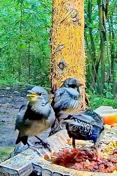 livebirdspoland_5367499c701a5d9787d392e9d592556e.jpg