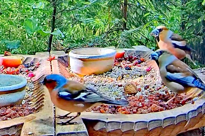 livebirdspoland_d58e12b8218227f068111e4fa09d8ad3.jpg