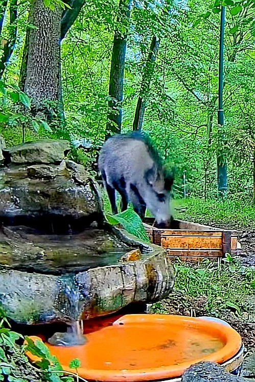 livebirdspoland_24fdc3e5bf7f486d3da3a31095df872d.jpg