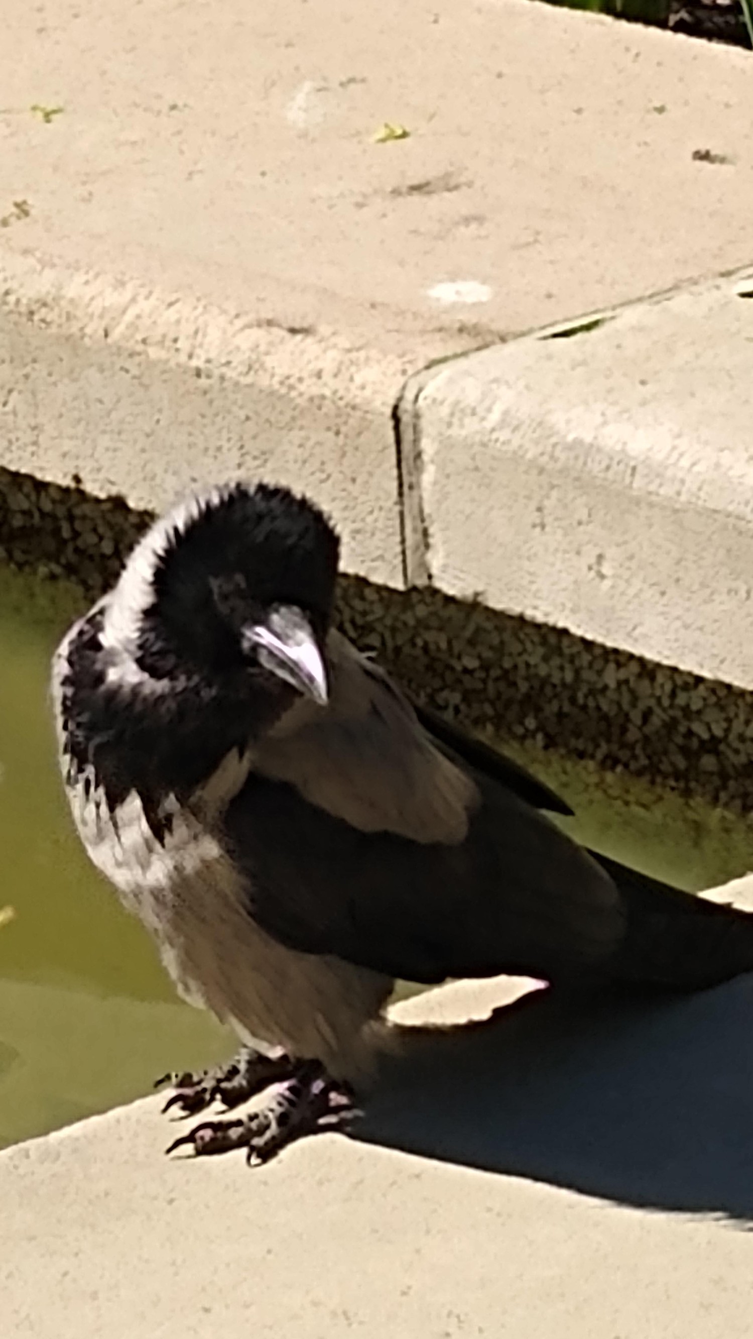 livebirdspoland_adf716862f5d1573b44e4836e46952df.jpg
