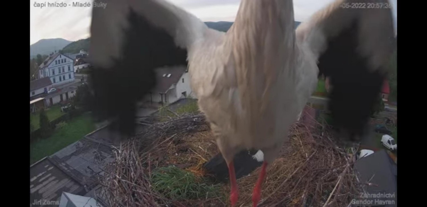 livebirdspoland_7035e1f76f819499eac55e9c867d474e.jpg