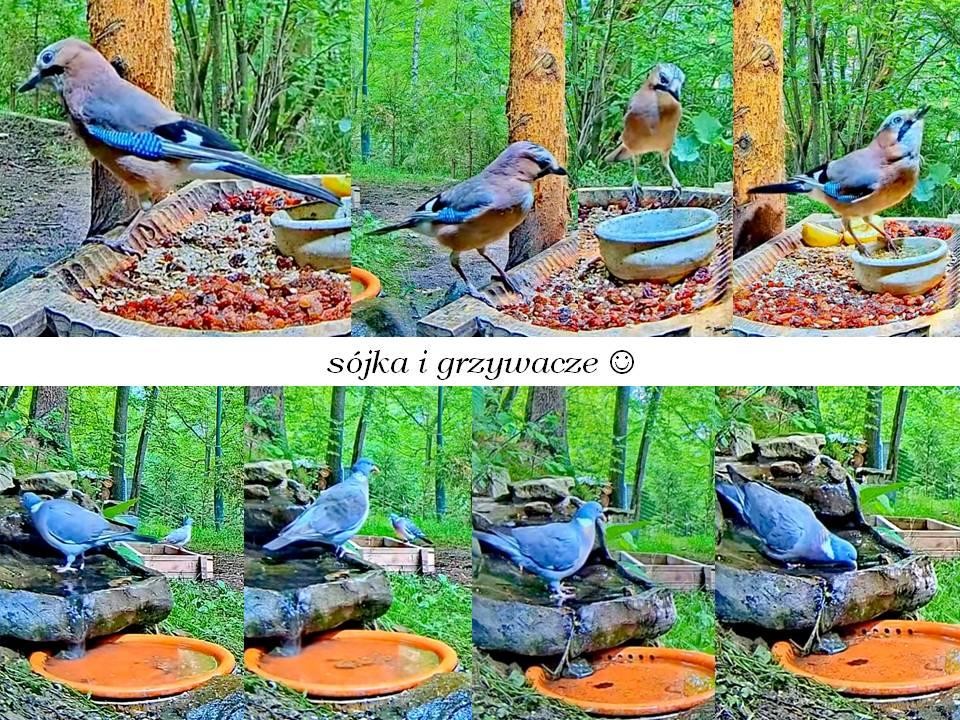 livebirdspoland_441684caec360f4c739cf8e1c7e4d4db.jpg