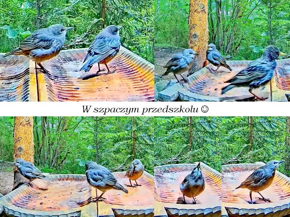livebirdspoland_b2d844fcf8970eb99b8bf91f566daf88.jpg