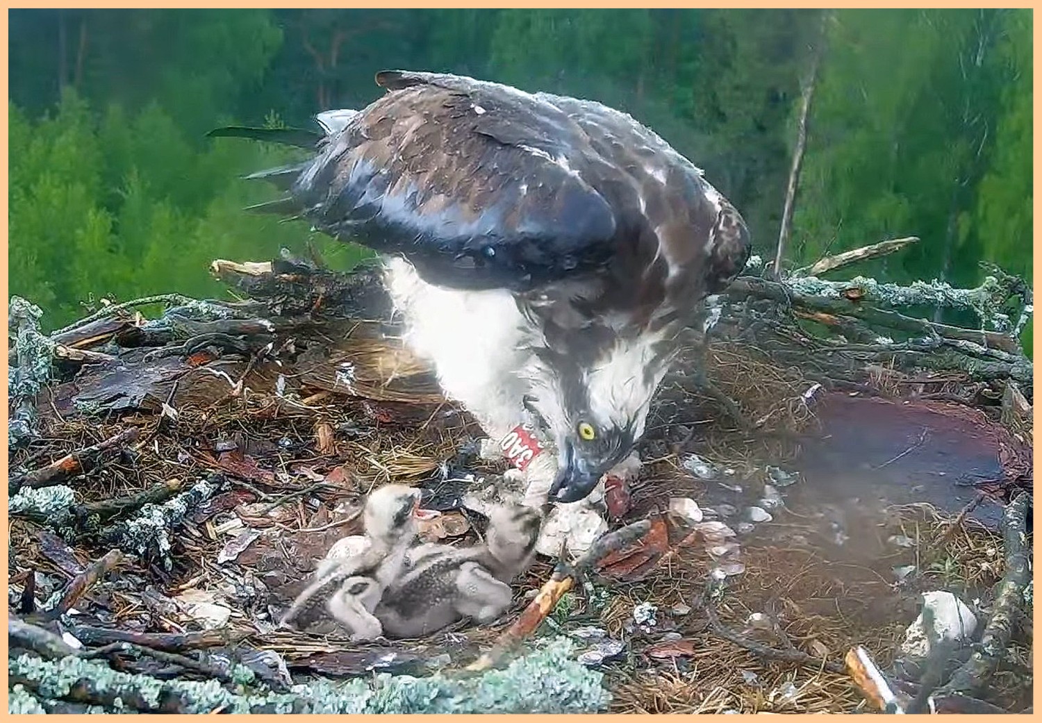 livebirdspoland_a729dc07596b4964537fbb3f302fe6f6.jpg