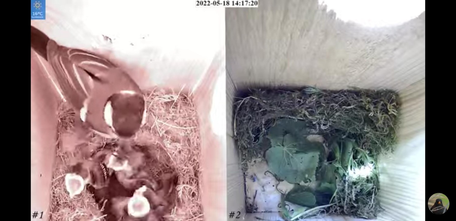 livebirdspoland_cf7a9e474dae7e7cd444b9a254d81193.jpg