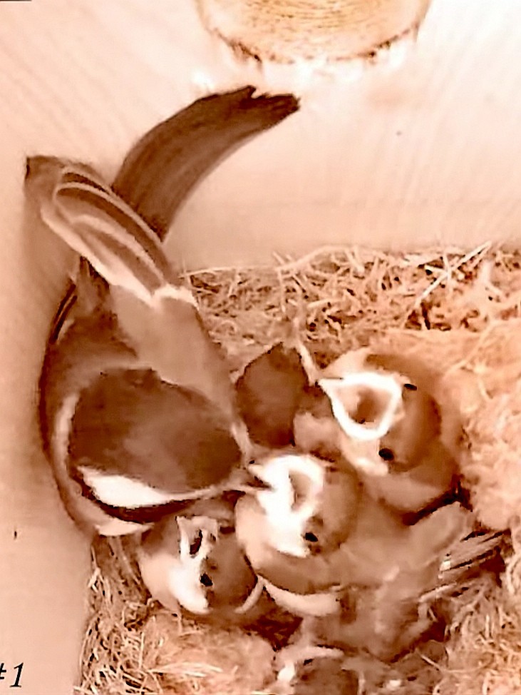 livebirdspoland_dcc6fcd6398dfc31b4a126d7b601a5fd.jpg