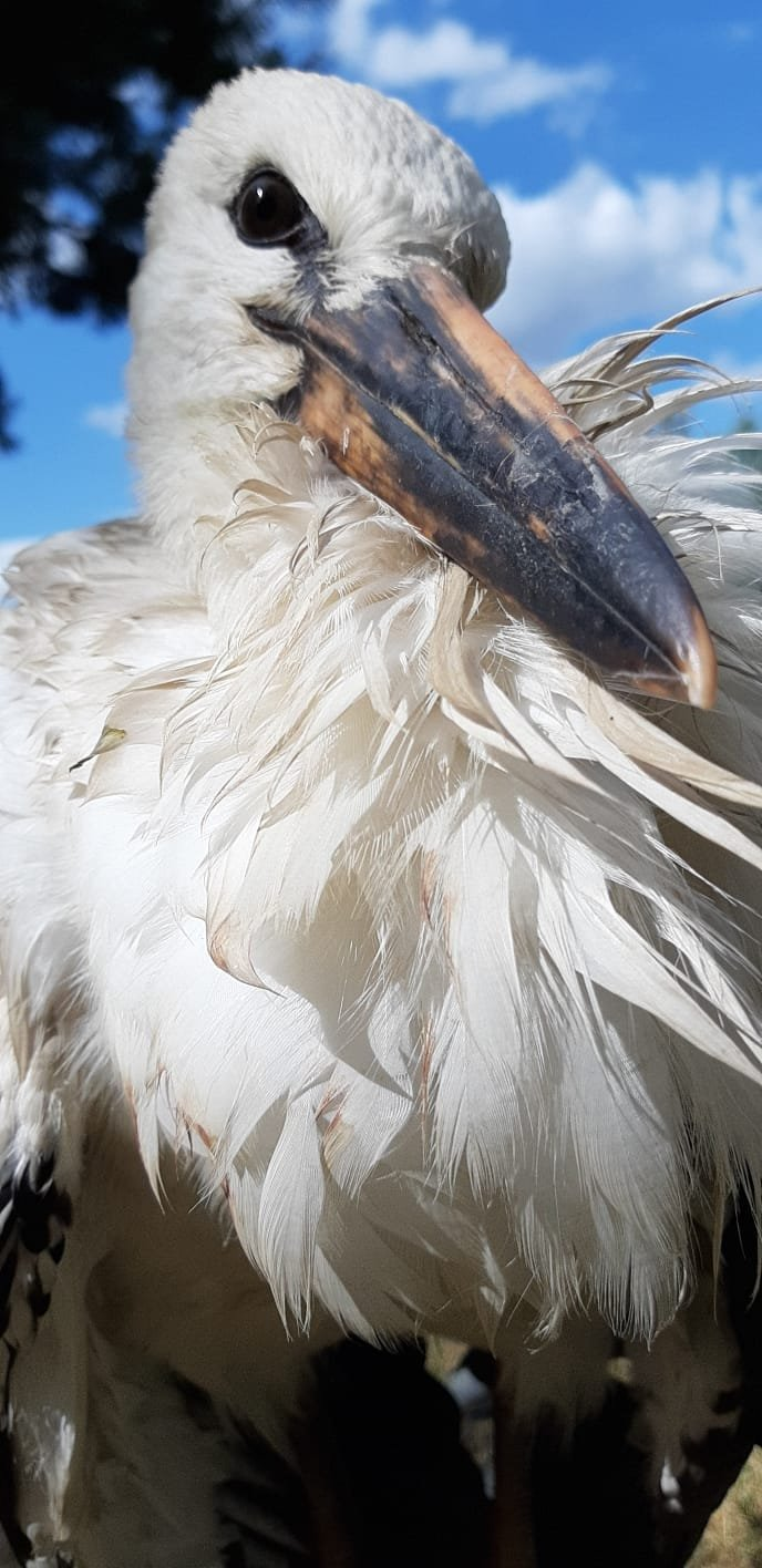 livebirdspoland_a699a60474d3c4979a32fb3b12ee922f.png