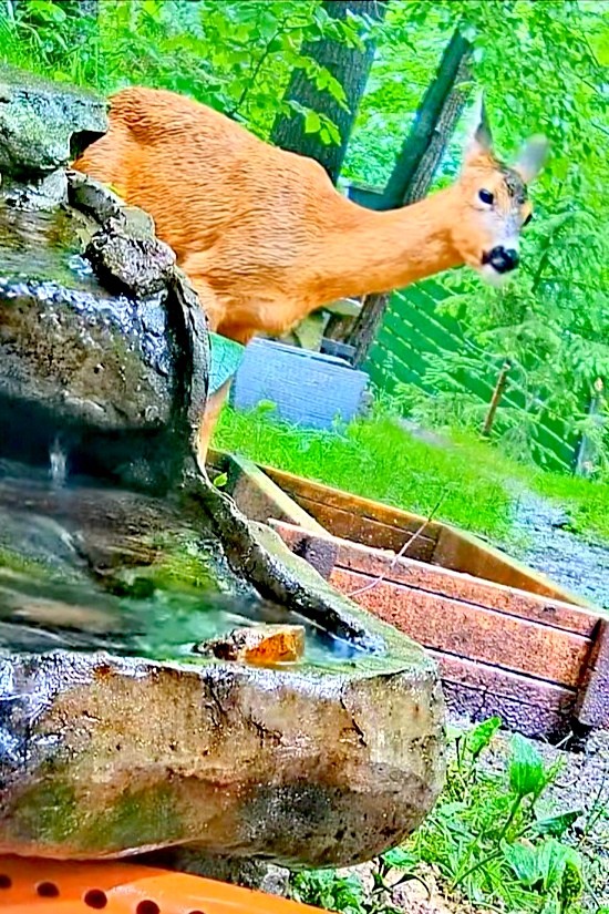 livebirdspoland_65681e70c65c5c7b51a9cf8d763a8d50.jpg