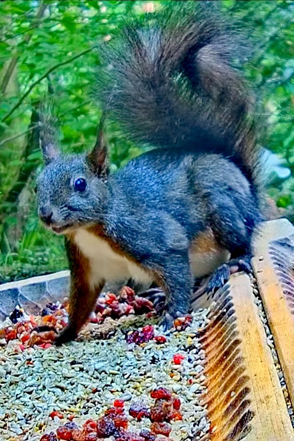 livebirdspoland_3fa09146972e0609386ec09bbe8fffaf.jpg