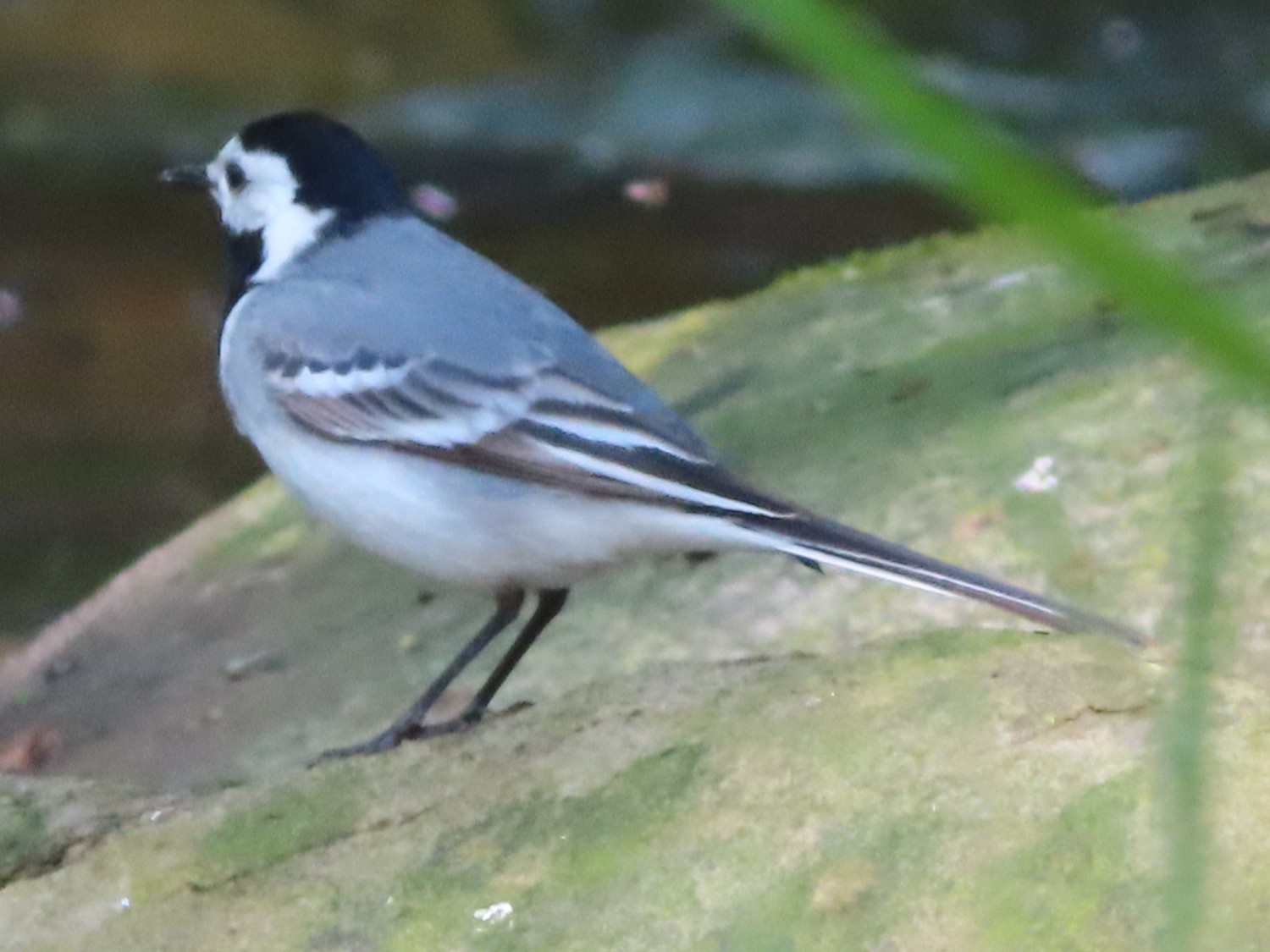 livebirdspoland_b2d3a9cb699cdf963a5c09b4a2521419.jpg