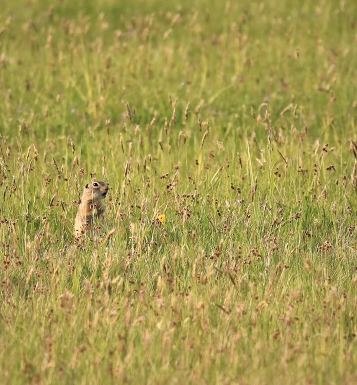 livebirdspoland_9c3759c4fa158da38f89f20f9b073e83.png
