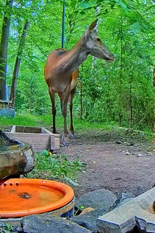 livebirdspoland_c2eab0f3024d621fcf029a8a0ea18757.jpg
