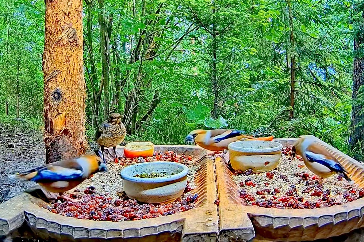 livebirdspoland_364b12c2994bbf4bc08f468bb02e9f6f.jpg