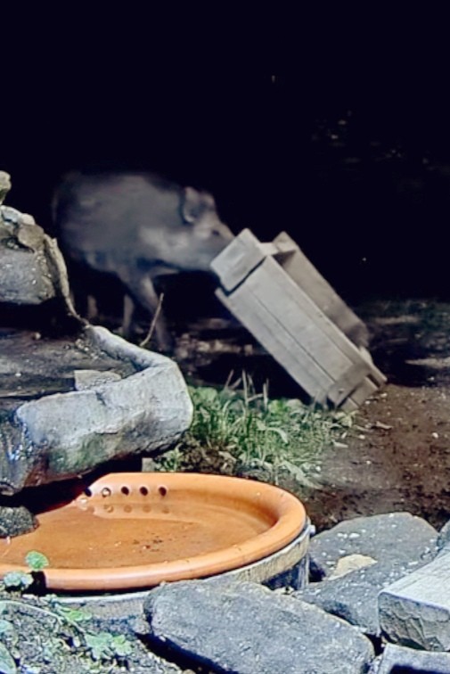 livebirdspoland_8d6523f64724aec4715fa7abf88c5d9f.jpg