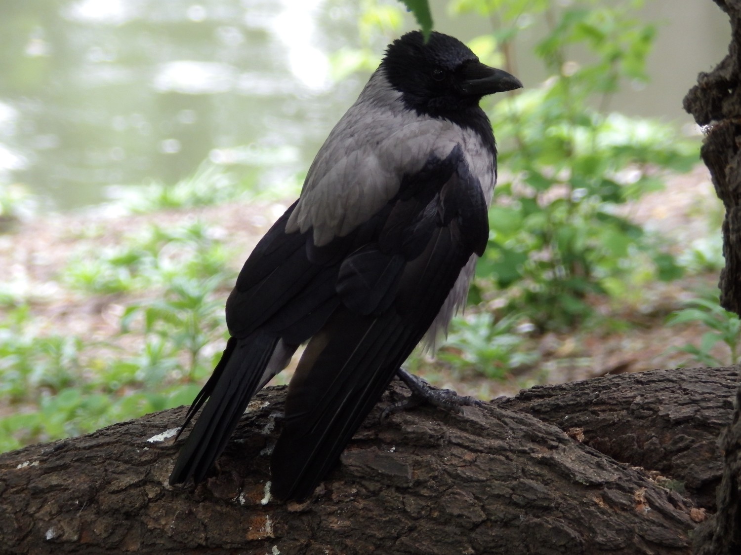 livebirdspoland_fc7077e2b002a165c6e266dc03d74e4f.jpg