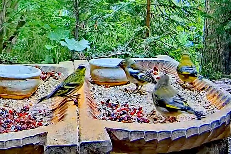 livebirdspoland_633a4e1554809aa264c5f70d961d15f0.jpg