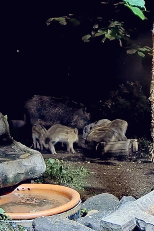 livebirdspoland_386390ed8170e7159ec8b218cc9379ab.jpg