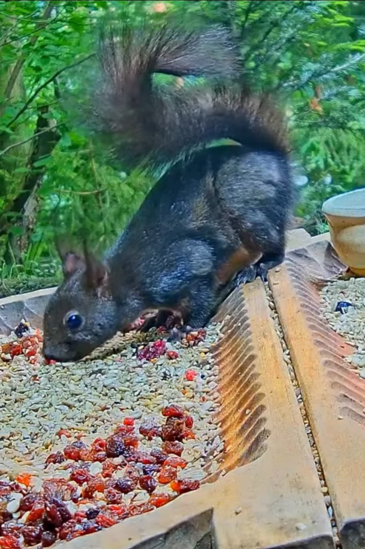 livebirdspoland_3a9a5a0954710746db9ba4bcdabc6c0f.jpg