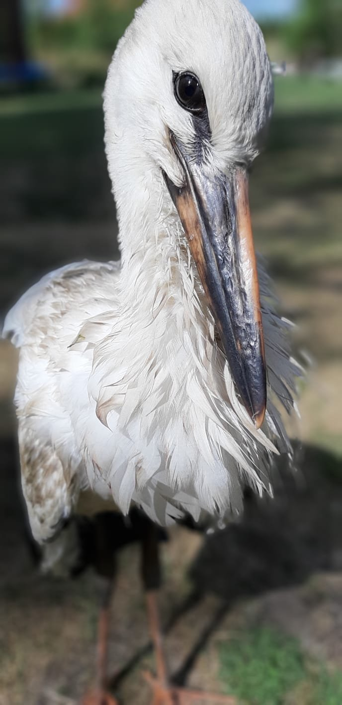livebirdspoland_7a54eb9813dd7bee7c745de23a218bfd.png