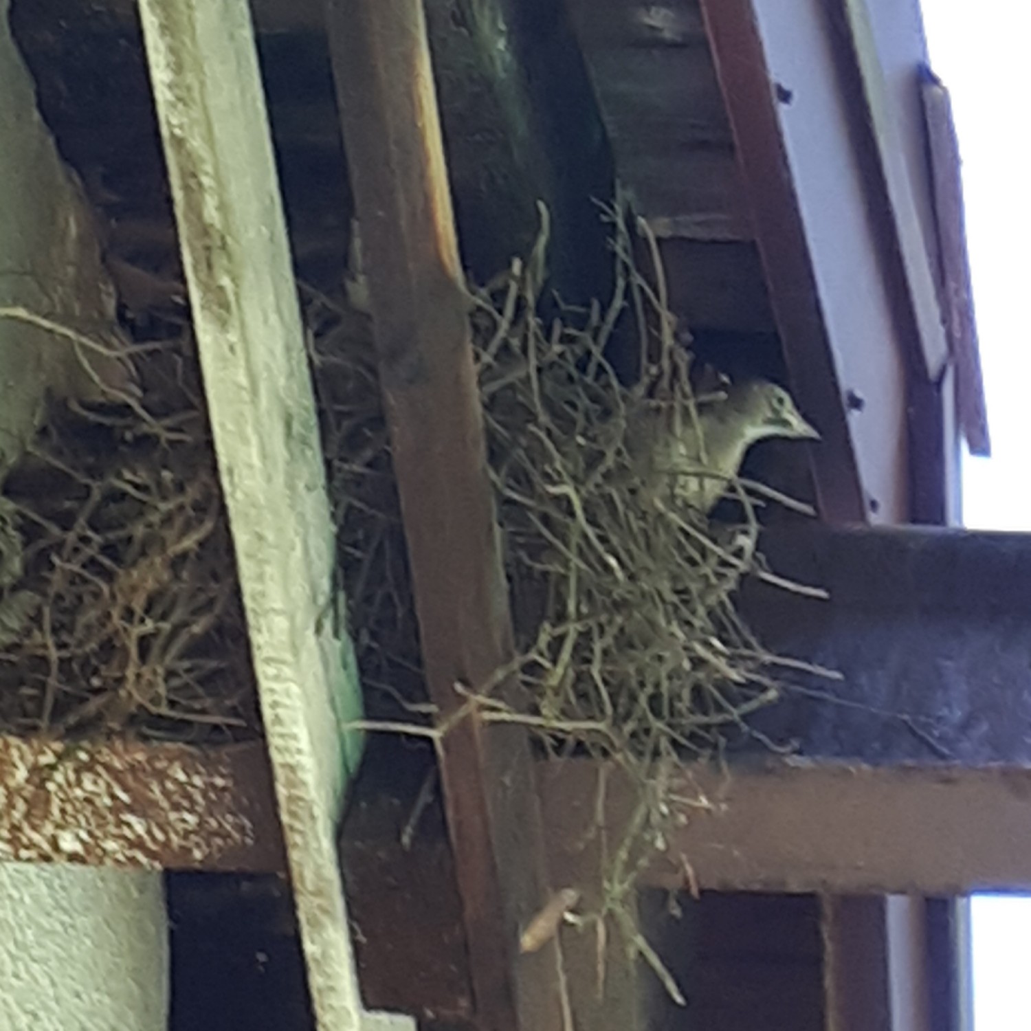 livebirdspoland_5056aae8fa3718749a93d456e77ab32a.jpg
