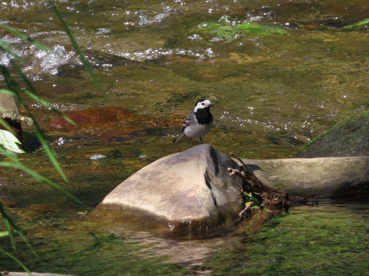 livebirdspoland_05ccf44f1a6e3bef2106a414c569bfe9.jpg