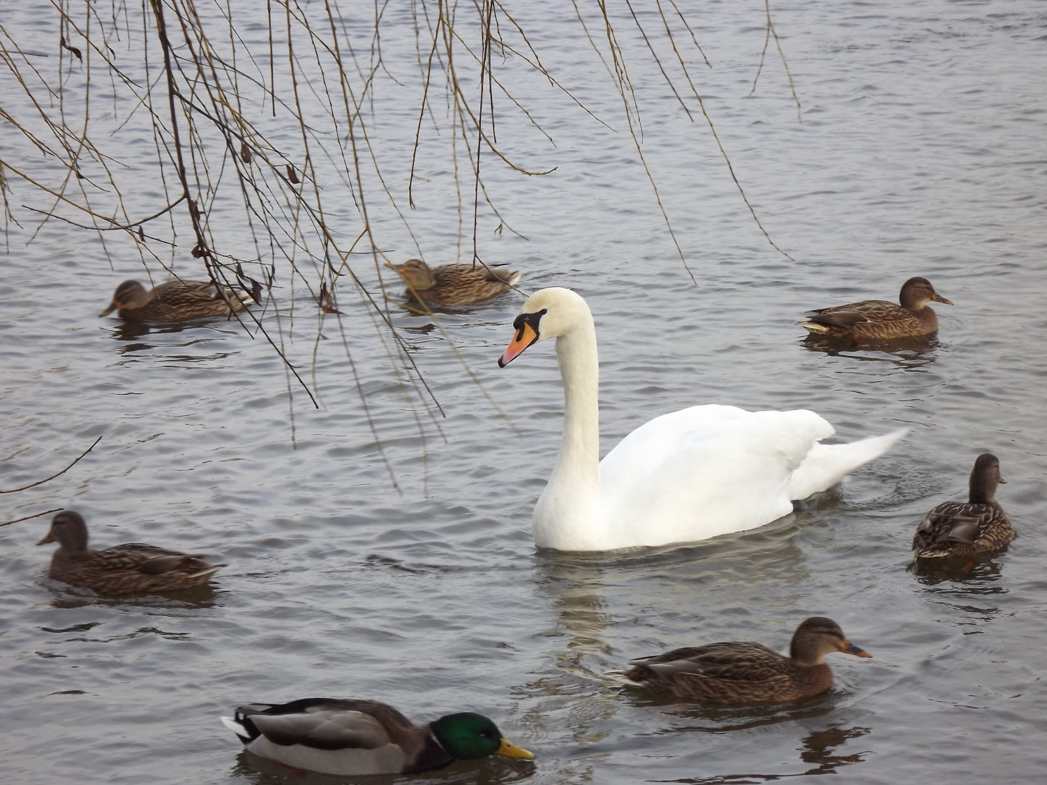 livebirdspoland_365cd36b6755702bc7722217f73c4593.jpg