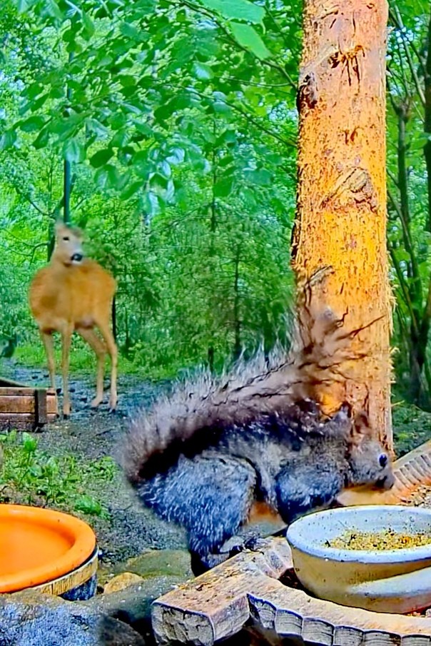 livebirdspoland_867e7465d8dd7524b916f5ae5c9ff43b.jpg