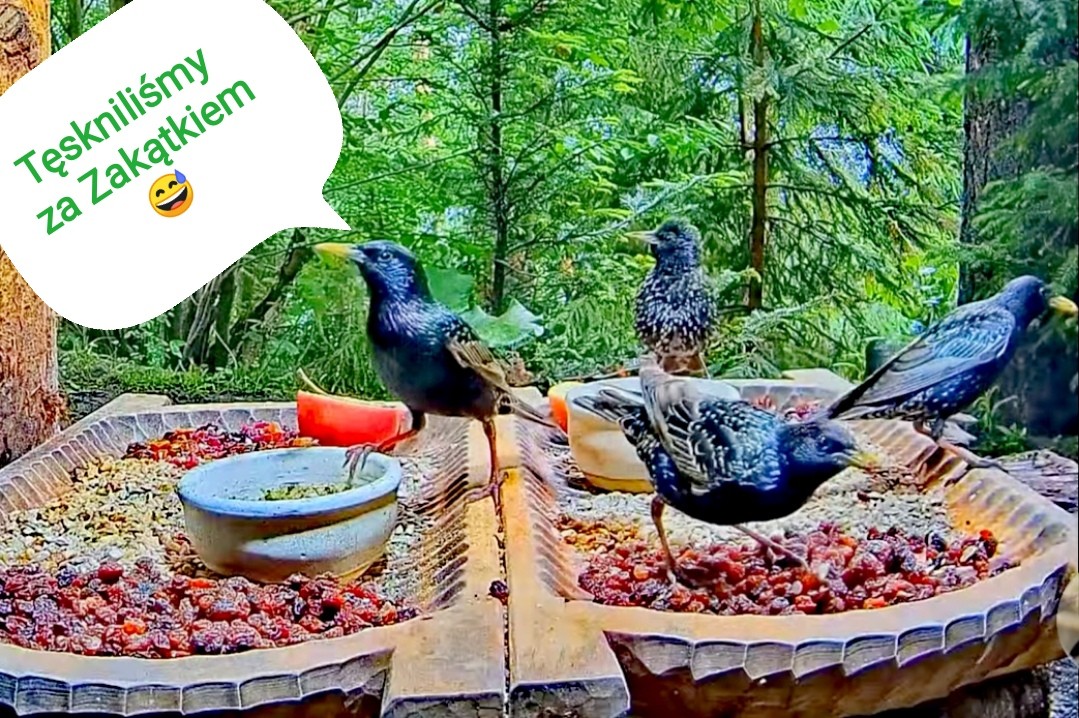livebirdspoland_37a53c4d7b088eba3e461a5ebc56710d.jpg