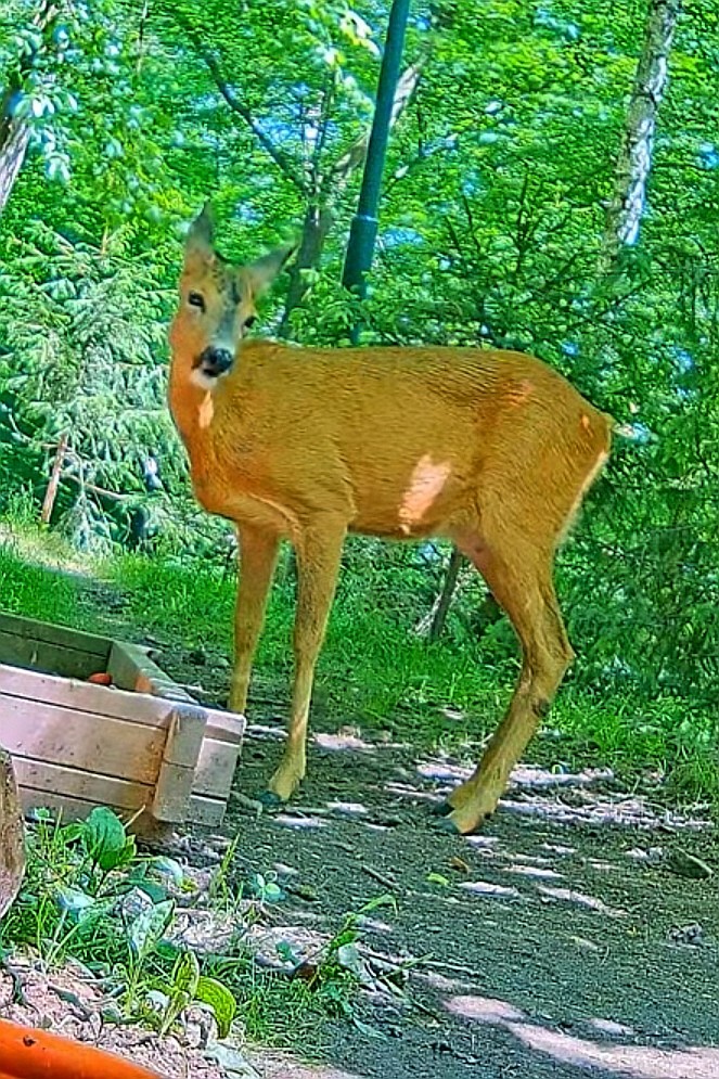 livebirdspoland_710fd6763b912c5c2df151b32d5a9c3e.jpg